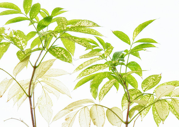092511-2191_TransluscentLeaves2