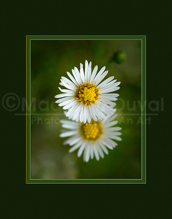 090411_1530_WildMeadowFlowers_matted